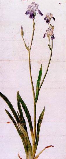 Albrecht Durer Iris oil painting image